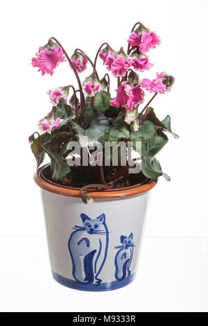 Der Florist, Cyklamen Alpenveilchen (Cyclamen persicum) Stockfoto