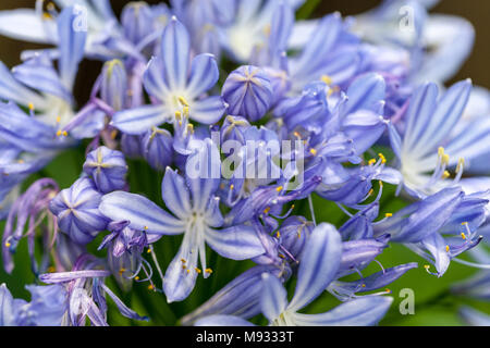 Gemeinsame Agapanthus, Afrikas blå Lilja (Agapanthus Beurre) Stockfoto