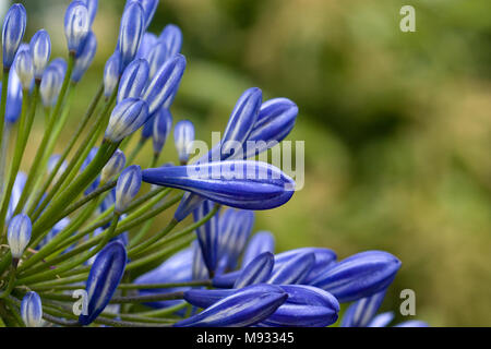 Gemeinsame Agapanthus, Afrikas blå Lilja (Agapanthus Beurre) Stockfoto