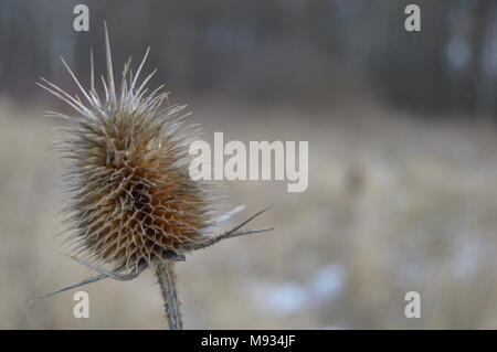 Distel Stockfoto