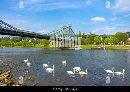 Das Blaue Wunder Brücke von der Stadtteil Blasewitz und mit weißen Schwänen, die auf der Elbe, Dresden, Sachsen, Deutschland frolic gesehen. Stockfoto