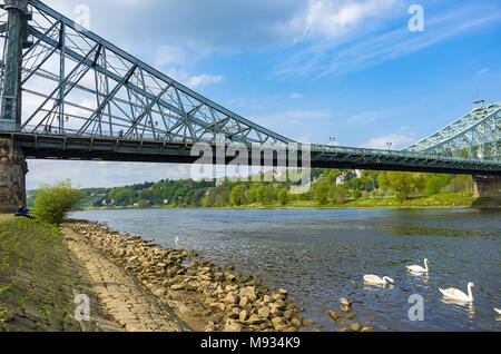 Das Blaue Wunder Brücke von der Stadtteil Blasewitz und mit weißen Schwänen, die auf der Elbe, Dresden, Sachsen, Deutschland frolic gesehen. Stockfoto