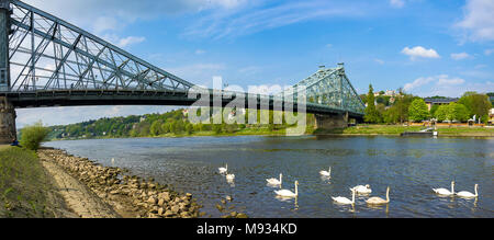 Das Blaue Wunder Brücke von der Stadtteil Blasewitz und mit weißen Schwänen, die auf der Elbe, Dresden, Sachsen, Deutschland frolic gesehen. Stockfoto