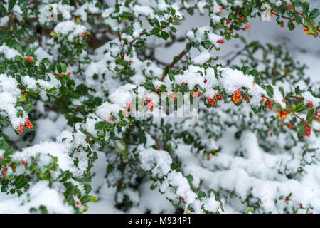 Schnee bedeckt Holly Stockfoto