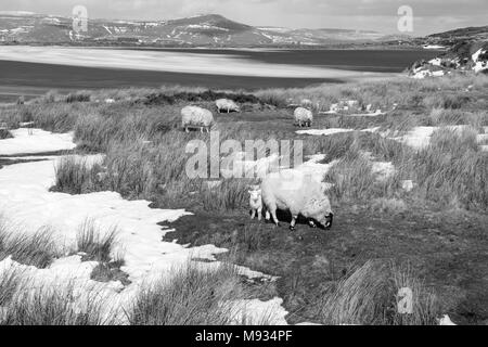 Gesprenkelte Berg Mutterschaf und Lamm an der Seite eines gefrorenen Keepers Teich Blaenavon Gwent UK März 2018 konfrontiert Stockfoto