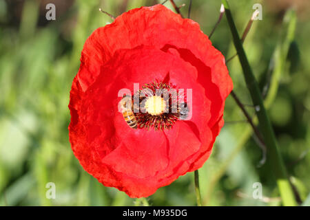 Honey Bee oder Arbeiter Apis mellifera Pollen sammeln auf einer Erinnerung poppy flower Ersten Weltkrieg erinnern Flanders Fields Gedicht von John McCrae Stockfoto