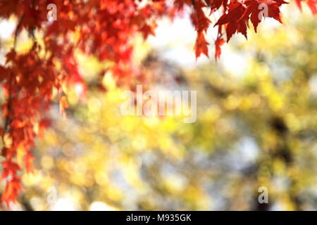 Abstrakte Herbst Hintergrund Stockfoto