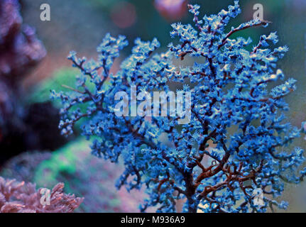 Blueberry Meer Lüfter (Acalycigorgia sp.) Stockfoto