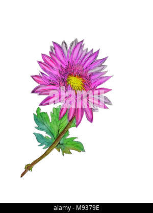 Aquarell von Hand bemalt Chrysantheme. Als Hintergrund für die Hochzeit Einladungen, Grußkarten, Postkarten, Muster, Textildesign, wallpap Stockfoto