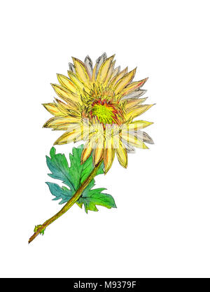 Aquarell von Hand bemalt Chrysantheme. Als Hintergrund für die Hochzeit Einladungen, Grußkarten, Postkarten, Muster, Textildesign, wallpap Stockfoto