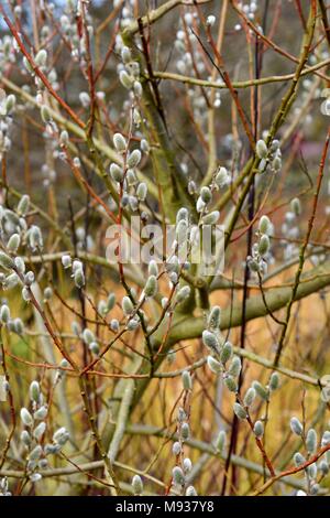 Salix Den Haag mit palmkätzchen im Frühjahr Stockfoto