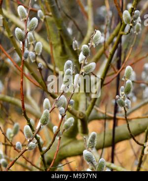 Salix Den Haag mit palmkätzchen im Frühjahr Stockfoto