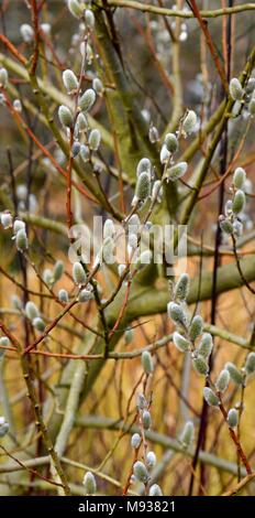 Salix Den Haag mit palmkätzchen im Frühjahr Stockfoto