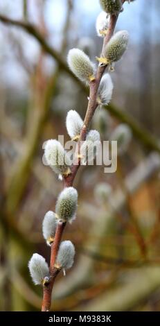 Salix Den Haag mit palmkätzchen im Frühjahr Stockfoto