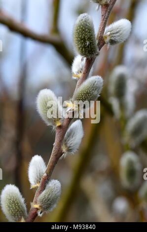 Salix Den Haag mit palmkätzchen im Frühjahr Stockfoto