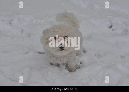 Frosty, Bichon Frise, die im Schnee spielen. Stockfoto