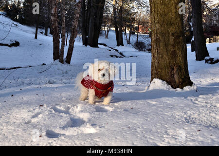 Frosty, Bichon Frise, die im Schnee spielen. Stockfoto