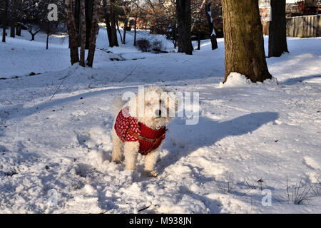 Frosty, Bichon Frise, die im Schnee spielen. Stockfoto