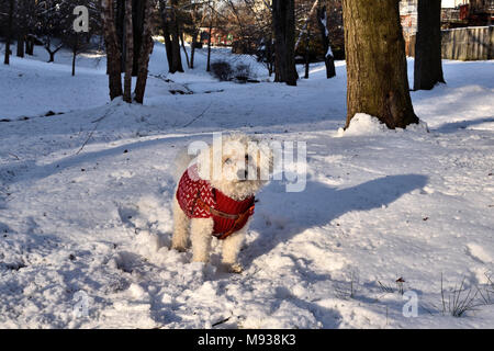 Frosty, Bichon Frise, die im Schnee spielen. Stockfoto