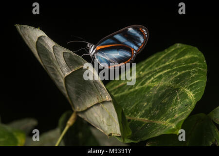 Ein Heliconius Schmetterling aus Peru, diese Arten in einflussreichen mimikry Studien verwendet wurde, Ökologie und Evolution zu verstehen. Stockfoto