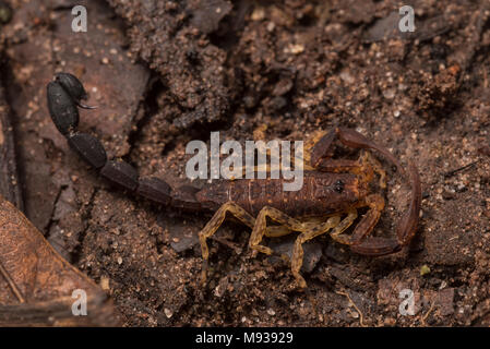 Ein kleiner unbekannter Skorpion gefunden auf dem Waldboden in der tropischen Dschungel von Peru. Stockfoto