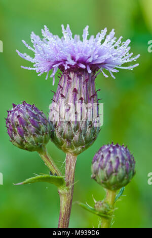 Ein Trio von Kanada thistle Blüten und Blütenknospen im Wagner Bog natürlichen Bereich, in Alberta, Kanada Stockfoto