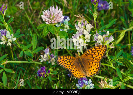 Eine Atlantis Speyeria fritillary, Atlantis, nectaring aus Luzerne Blumen in einem Feld im Zentrum von Alberta, Kanada. Stockfoto