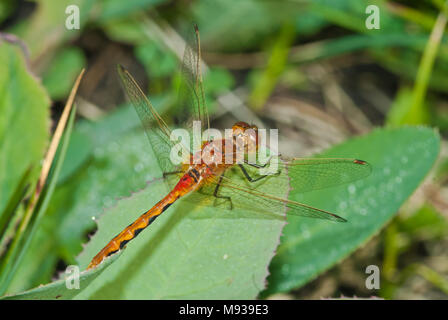 Eine unreife Kirsche - meadowhawk konfrontiert, Aeshna internum, auf ein Blatt im Wagner Moor Naturraum, Alberta, Kanada gehockt Stockfoto