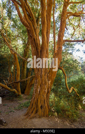 Nationalpark Los Arrayanes, Patagonien, Argentinien Stockfoto