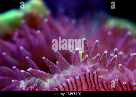 Öffnen Sie im Gehirn sp. Coral Reef Aquarium Stockfoto