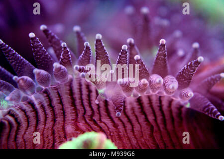 Öffnen Sie im Gehirn sp. Coral Reef Aquarium Stockfoto