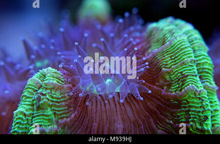 Öffnen Sie im Gehirn sp. Coral Reef Aquarium Stockfoto