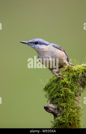 Kleiber thront auf einem Moos bedeckt tree branch Stockfoto