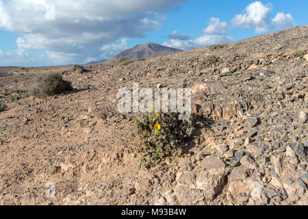 Trockene Erde in Punta de Papagayo, Lanzarote, Kanarische Inseln, Spanien Stockfoto