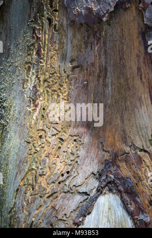 Pine Beetle tracks auf Scots Pine an Abernethy Wald in Schottland. Stockfoto