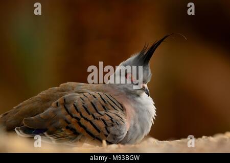 Nahaufnahme, Porträt einer Crested pigeon (Ocyphaps lophotes) auf dem Boden sitzend Stockfoto