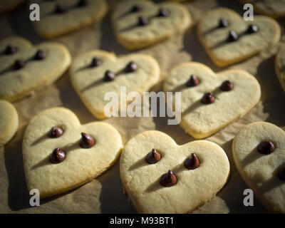 Gerade aus dem Ofen herzförmige Sugar Cookies mit Schokoladenstückchen auf ein Backblech angeordnet. Stockfoto