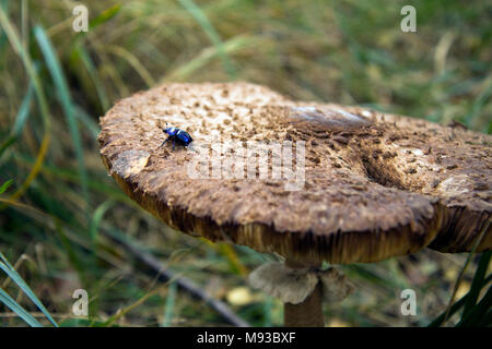 Geotrupes Eulen Käfer gehen auf Macrolepiota procera Sonnenschirm Pilz. Stockfoto