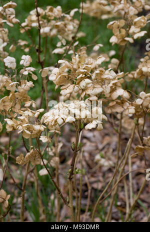 Hydrangea Macrophylla 'Lanarth White' Blütenköpfe im Winter. Stockfoto