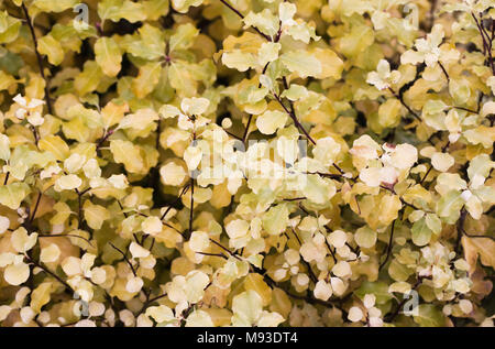 Pittosporum Warnham Tenuifolium "Gold". Stockfoto