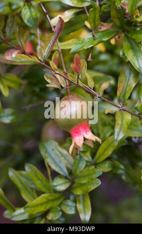 Punica granatum var. nana Fruchtkörper in Großbritannien. Granatapfel Fruchtkörper in Großbritannien. Stockfoto