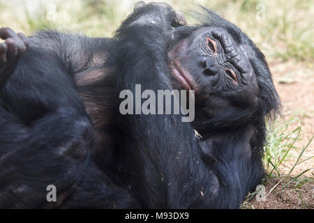 Bonobo Ape Verlegung auf einem grasbewachsenen Patch von Schmutz Stockfoto