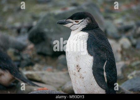 Ein Zügelpinguin (Pygoscelis antarcticus) an einem regnerischen Half Moon Island in der Antarktis Stockfoto