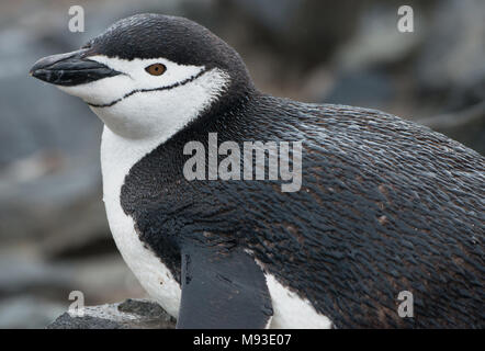 Ein Zügelpinguin (Pygoscelis antarcticus) an einem regnerischen Half Moon Island in der Antarktis Stockfoto