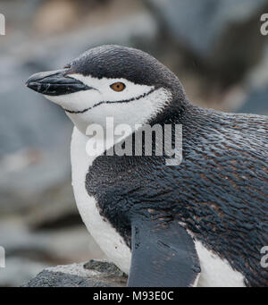 Ein Zügelpinguin (Pygoscelis antarcticus) an einem regnerischen Half Moon Island in der Antarktis Stockfoto