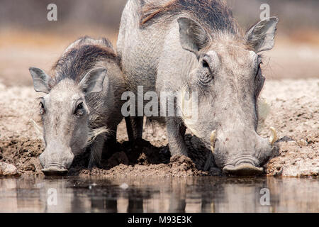 Gemeinsame Warzenschweine (Phacochoerus africanus) trinken an Onkolo verbergen, Onguma Game Reserve, Namibia, Afrika Stockfoto