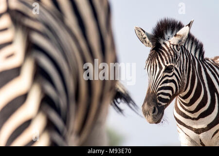 Portrait des jungen Burchell's Zebra (Equus quagga burchellii) - onkolo Verbergen, Onguma Game Reserve, Namibia, Afrika Stockfoto