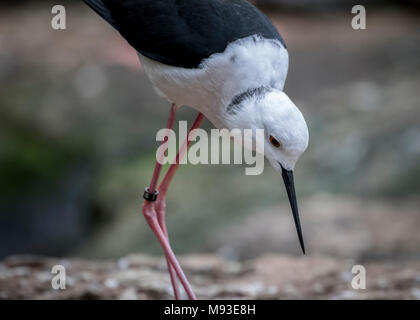 Stelze Vogel auf der Suche nach Fisch Stockfoto