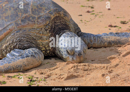 Grüne Meeresschildkröte (Chelonia Midas) auf einem Strand in Haleiwa, an der Nordküste der Insel Oahu. Stockfoto