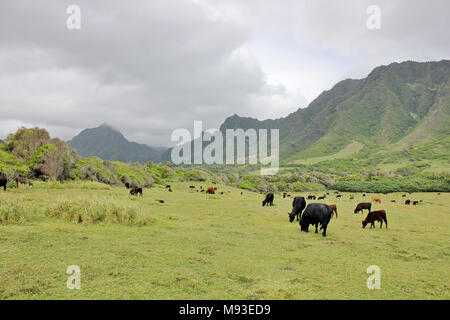 Vieh im Tal Kaaawa auf der Insel Oahu, Hawaii, Honolulu. Stockfoto